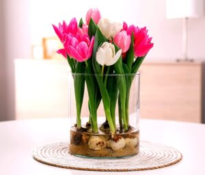 pre-chilled tulip bulbs for forcing - grow indoors in just water - mixed color - easy to grow - vase not included - prechilled indoor bulbs (10 bulbs)