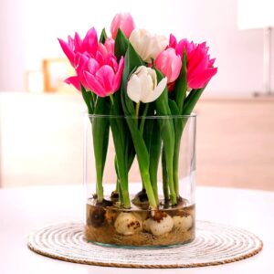 Pre-Chilled Tulip Bulbs for Forcing - Grow Indoors in Just Water - Mixed Color - Easy to Grow - Vase Not Included - Prechilled Indoor Bulbs (10 Bulbs)