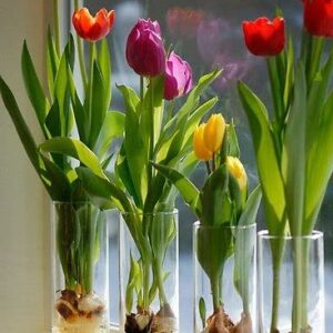 Pre-Chilled Tulip Bulbs for Forcing - Grow Indoors in Just Water - Mixed Color - Easy to Grow - Vase Not Included - Prechilled Indoor Bulbs (10 Bulbs)