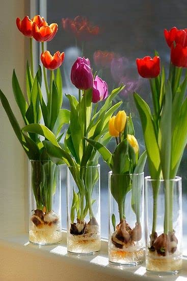 Pre-Chilled Tulip Bulbs for Forcing - Grow Indoors in Just Water - Mixed Color - Easy to Grow - Vase Not Included - Prechilled Indoor Bulbs (10 Bulbs)