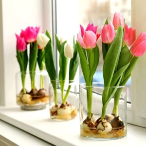 Pre-Chilled Tulip Bulbs for Forcing - Grow Indoors in Just Water - Mixed Color - Easy to Grow - Vase Not Included - Prechilled Indoor Bulbs (10 Bulbs)
