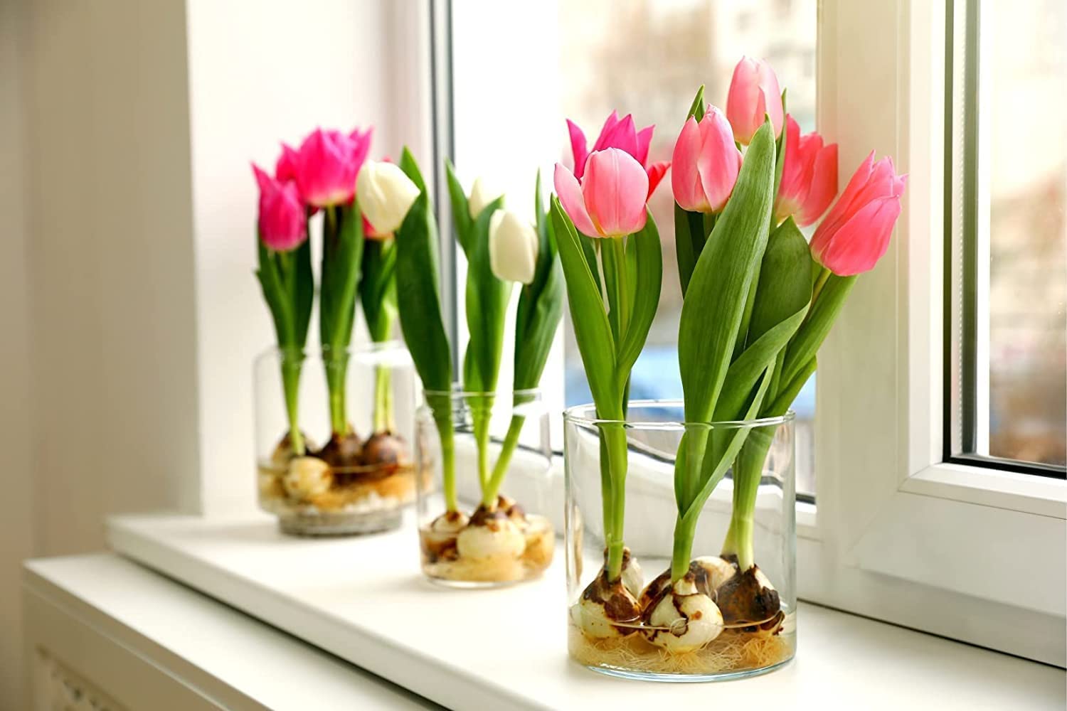 Pre-Chilled Tulip Bulbs for Forcing - Grow Indoors in Just Water - Mixed Color - Easy to Grow - Vase Not Included - Prechilled Indoor Bulbs (10 Bulbs)