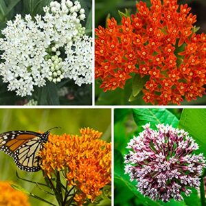 800+ milkweed seeds for monarch butterflies heirloom non-gmo untreated, butterfly milkweed seeds for planting home garden