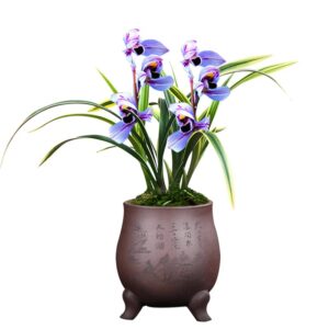 indoor plants, orchids plants live—exotic easy species, gardening gifts for women, easy to grow&bloom, not in-bud/bloom when shipped (purple moon)