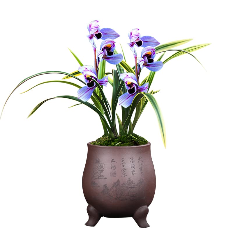 Indoor Plants, Orchids Plants Live—Exotic Easy Species, Gardening Gifts for Women, Easy to Grow&Bloom, NOT in-Bud/Bloom When Shipped (Purple Moon)