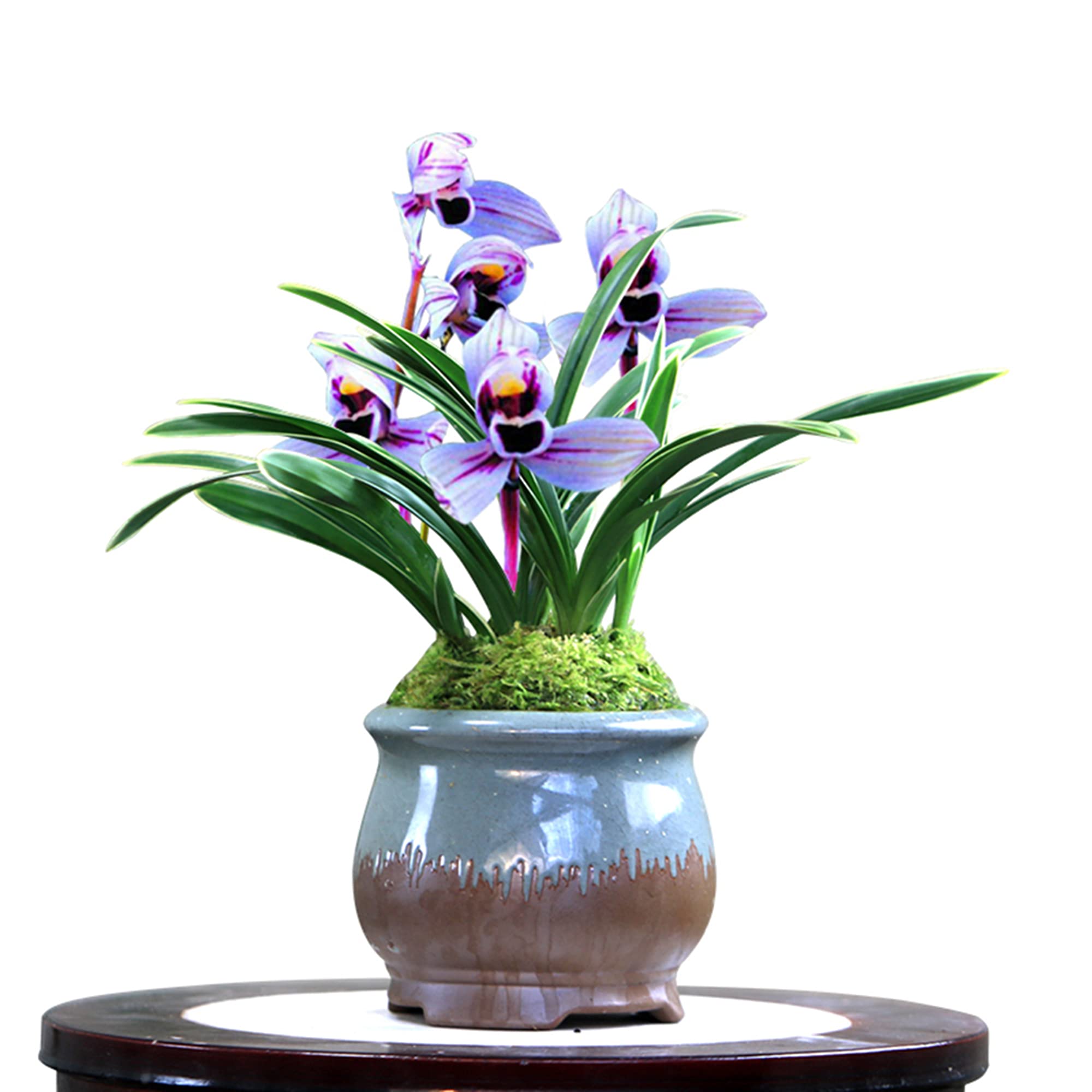 Indoor Plants, Orchids Plants Live—Exotic Easy Species, Gardening Gifts for Women, Easy to Grow&Bloom, NOT in-Bud/Bloom When Shipped (Purple Moon)