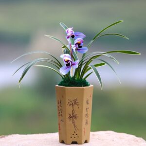 Indoor Plants, Orchids Plants Live—Exotic Easy Species, Gardening Gifts for Women, Easy to Grow&Bloom, NOT in-Bud/Bloom When Shipped (Purple Moon)