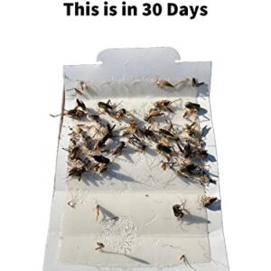 Bug Shield Sticky Glue Traps 72 Glue Boards, All Types of Incets, Spiders, Cockroaches, Ants, Cave Crickets, and More. Professional Strength Glue.