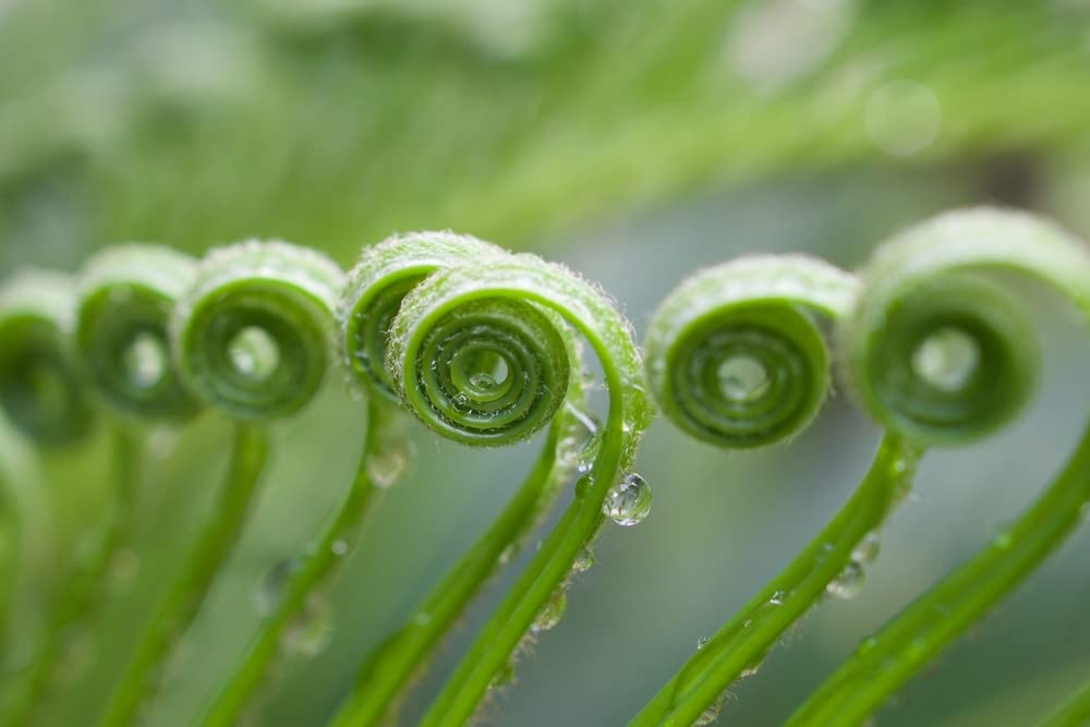 Sago Palm Seeds for Planting - Great Indoor Plant (6 Seeds)