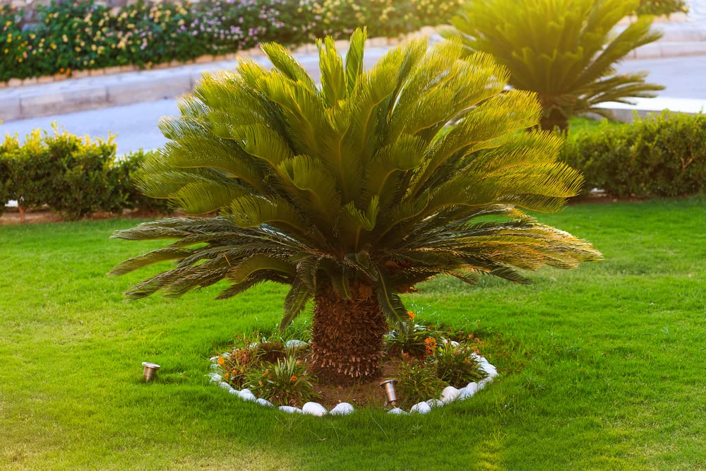 Sago Palm Seeds for Planting - Great Indoor Plant (6 Seeds)
