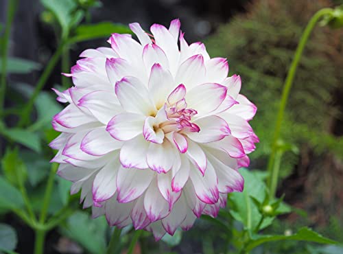 300+ Mix Dahlia Seeds Compound Petals Multi-Color, Beautiful Annual Outdoor Garden Potted Plants Non-GMO Dahlia for Planting Dahlia Pinnata Seeds