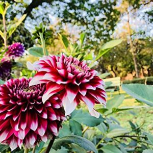 300+ Mix Dahlia Seeds Compound Petals Multi-Color, Beautiful Annual Outdoor Garden Potted Plants Non-GMO Dahlia for Planting Dahlia Pinnata Seeds