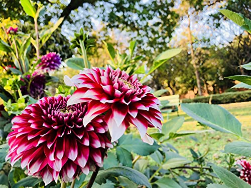 300+ Mix Dahlia Seeds Compound Petals Multi-Color, Beautiful Annual Outdoor Garden Potted Plants Non-GMO Dahlia for Planting Dahlia Pinnata Seeds