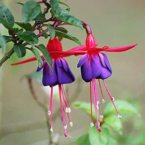 QAUZUY GARDEN 100 Fuchsia Seeds - Premium Mixed Colors Lantern Fuchsias Bell Flower, Ladies' Eardrop Seeds - Attract Pollinators - Showy Potted Hanging Baskets Bonsai Flower