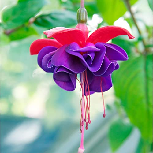 QAUZUY GARDEN 100 Fuchsia Seeds - Premium Mixed Colors Lantern Fuchsias Bell Flower, Ladies' Eardrop Seeds - Attract Pollinators - Showy Potted Hanging Baskets Bonsai Flower