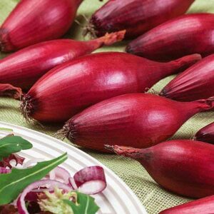raise me up: seeds red banana shallot onion non gmo heirloom