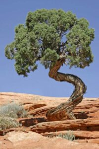 utah juniper seeds for planting (30 seeds) - highly prized bonsai species - juniperus osteosperma