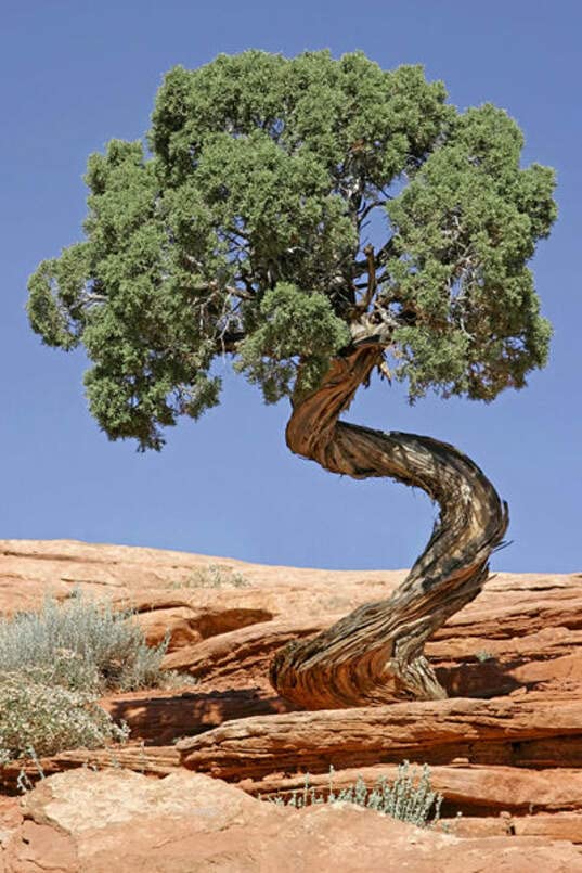 Utah Juniper Seeds for Planting (30 Seeds) - Highly Prized Bonsai Species - Juniperus osteosperma