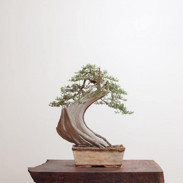 Utah Juniper Seeds for Planting (30 Seeds) - Highly Prized Bonsai Species - Juniperus osteosperma