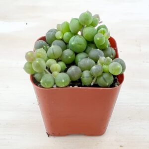 2" succulent string of pearls, live succulents plants fully rooted in pots with soil, mini house plant for diy, home office decoration, party favor gift