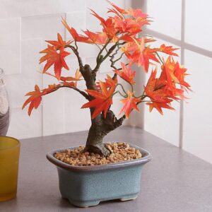 Japanese Red Maple Bonsai Tree Seeds | 30+ Seeds | Highly Prized for Bonsai, Japanese Maple Tree Seeds