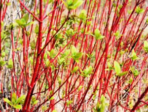 red dogwood cuttings to plant - no roots, easy to grow - grow red osier dogwood bushes (8 cuttings)