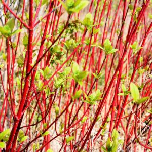 Red Dogwood Cuttings to Plant - No Roots, Easy to Grow - Grow Red Osier Dogwood Bushes (8 Cuttings)