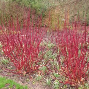 Red Dogwood Cuttings to Plant - No Roots, Easy to Grow - Grow Red Osier Dogwood Bushes (8 Cuttings)