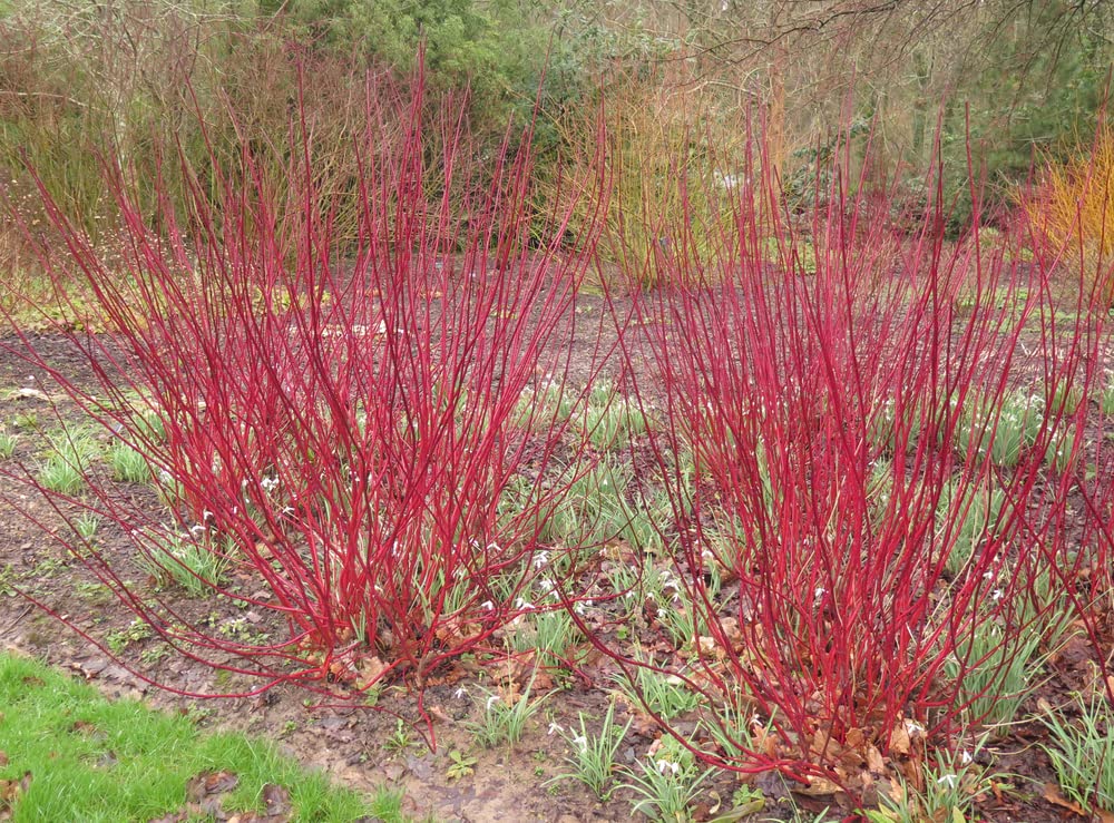 Red Dogwood Cuttings to Plant - No Roots, Easy to Grow - Grow Red Osier Dogwood Bushes (8 Cuttings)