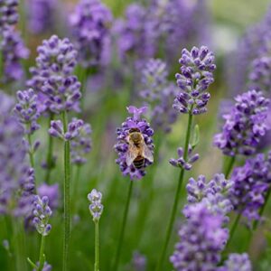 english lavender flower seeds for planting - over 3,000 premium seeds - attracts pollinators - non gmo