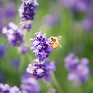 English Lavender Flower Seeds for Planting - Over 3,000 Premium Seeds - Attracts Pollinators - Non GMO