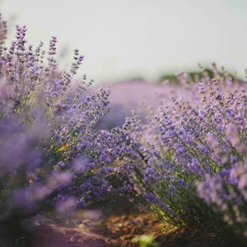 English Lavender Flower Seeds for Planting - Over 3,000 Premium Seeds - Attracts Pollinators - Non GMO