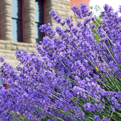 English Lavender Flower Seeds for Planting - Over 3,000 Premium Seeds - Attracts Pollinators - Non GMO