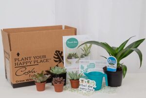 costa farms clean air houseplants, o2 for you live indoor plant and succulent-cactus mix subscription box, small
