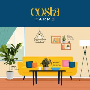 Costa Farms Clean Air Houseplants, O2 for You Live Indoor Plant and Succulent-Cactus Mix Subscription Box, Small