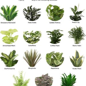 Costa Farms Clean Air Houseplants, O2 for You Live Indoor Plant and Succulent-Cactus Mix Subscription Box, Small