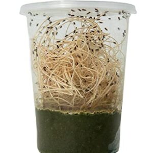 Finn's Frog Farm Fruit Fly Media (Makes 24 Cultures)