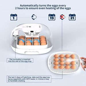 Egg Incubator, 16 Incubators for Hatching Eggs with Automatic Egg Turning, Egg Candler and Automatic Water Adding for Hatching Chickens, Ducks, Goose, Quails & 4 Wooden Eggs