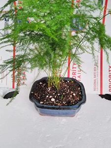 jmbamboo - fern leaf plumosus asparagus fern - bonsai pot 4x4x2 - easy to grow - great houseplant
