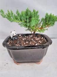 juniper bonsai-panda-with ceramic bonsai pots unique from jm bamboo