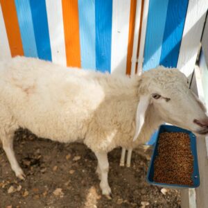 2 Pack Feed Trough and Waterer Bucket with Clips, for Goat Chicken Duck Sheeple Dog Piglets Deer Goose, Turkeys, Goat Feeder Supplies, 4.5 Quart (Appearance Patent Product)