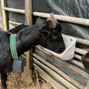 2 Pack Feed Trough and Waterer Bucket with Clips, for Goat Chicken Duck Sheeple Dog Piglets Deer Goose, Turkeys, Goat Feeder Supplies, 4.5 Quart (Appearance Patent Product)