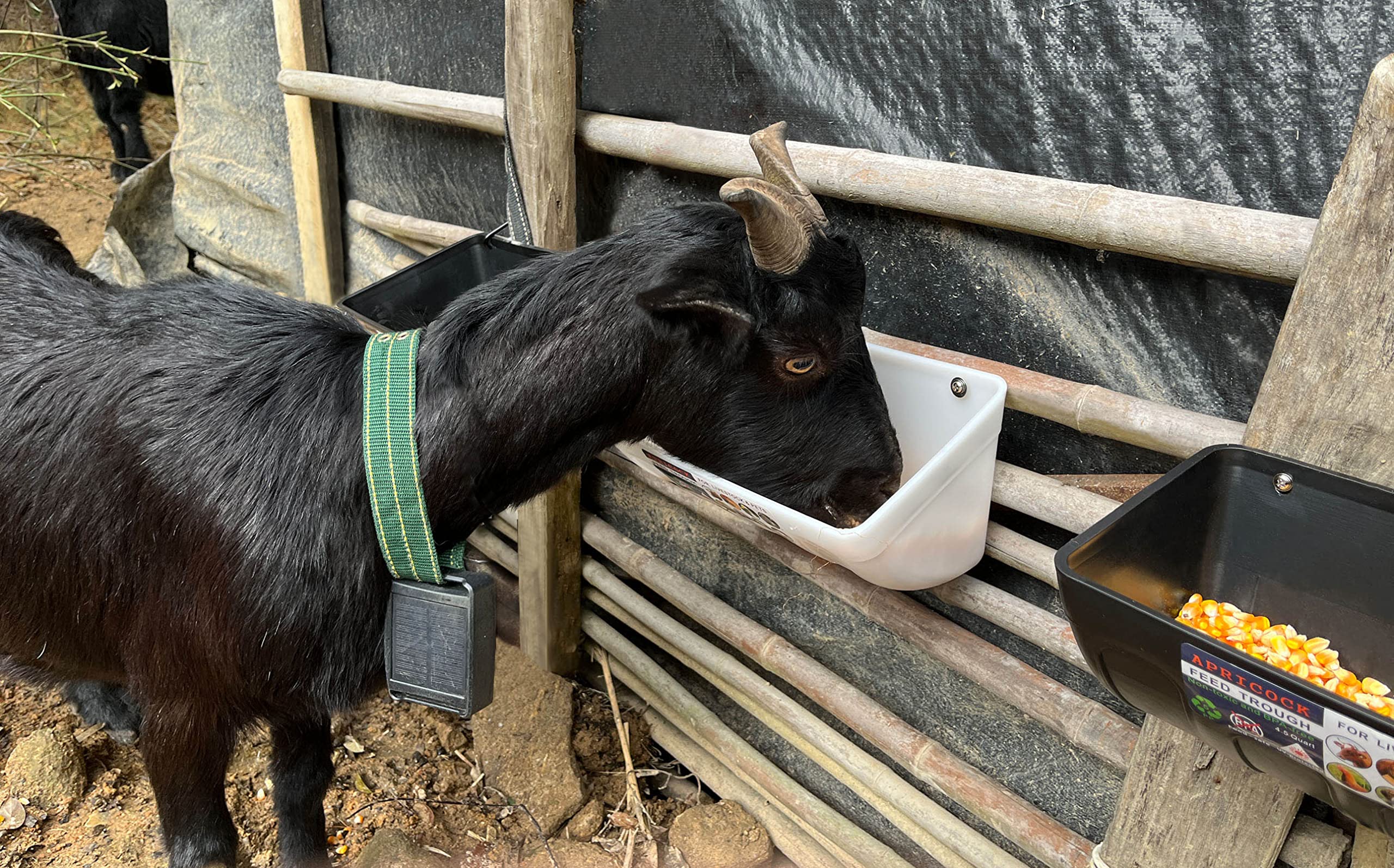 2 Pack Feed Trough and Waterer Bucket with Clips, for Goat Chicken Duck Sheeple Dog Piglets Deer Goose, Turkeys, Goat Feeder Supplies, 4.5 Quart (Appearance Patent Product)