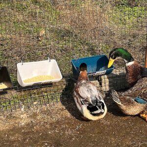 2 Pack Feed Trough and Waterer Bucket with Clips, for Goat Chicken Duck Sheeple Dog Piglets Deer Goose, Turkeys, Goat Feeder Supplies, 4.5 Quart (Appearance Patent Product)