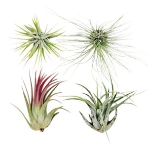 4 live air plants, hand selected assorted variety of species, tropical houseplants for home décor and diy terrariums (4-pack)
