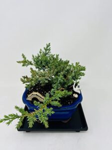 juniper bonsai tree with blue squared vase includes figurines and tray