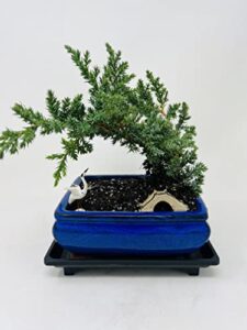 juniper bonsai tree peaceful environment ceramic vase +figurines and tray