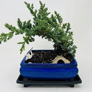 Juniper Bonsai Tree Peaceful Environment Ceramic Vase +Figurines and Tray