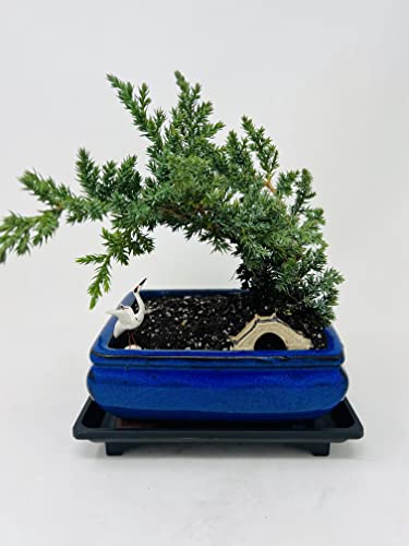 Juniper Bonsai Tree Peaceful Environment Ceramic Vase +Figurines and Tray