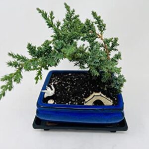 Juniper Bonsai Tree Peaceful Environment Ceramic Vase +Figurines and Tray